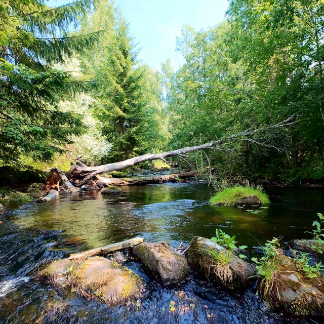 Läsäkoski Kangasnimen ja MIkkelin rajalla.